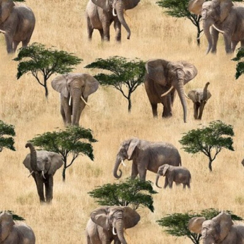 African Safari 78830-108 kosse nanat khar kosse