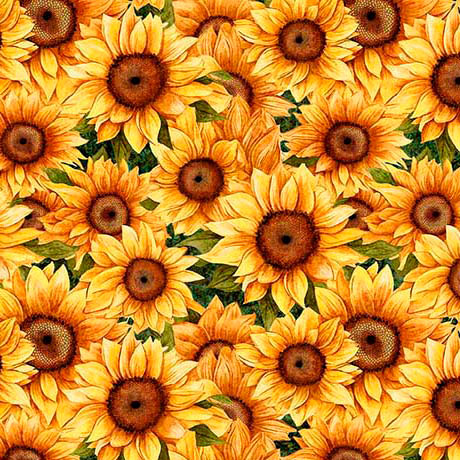 Sunflower Serenade Packed Sunflowers 31804G
